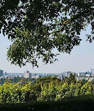 Blick vom Lohrberg über die Weinberge auf die Skyline.